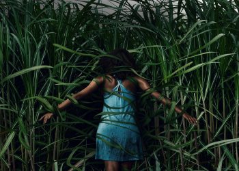 Campo do Medo | Netflix divulga trailer de filme baseado em conto de Stephen King